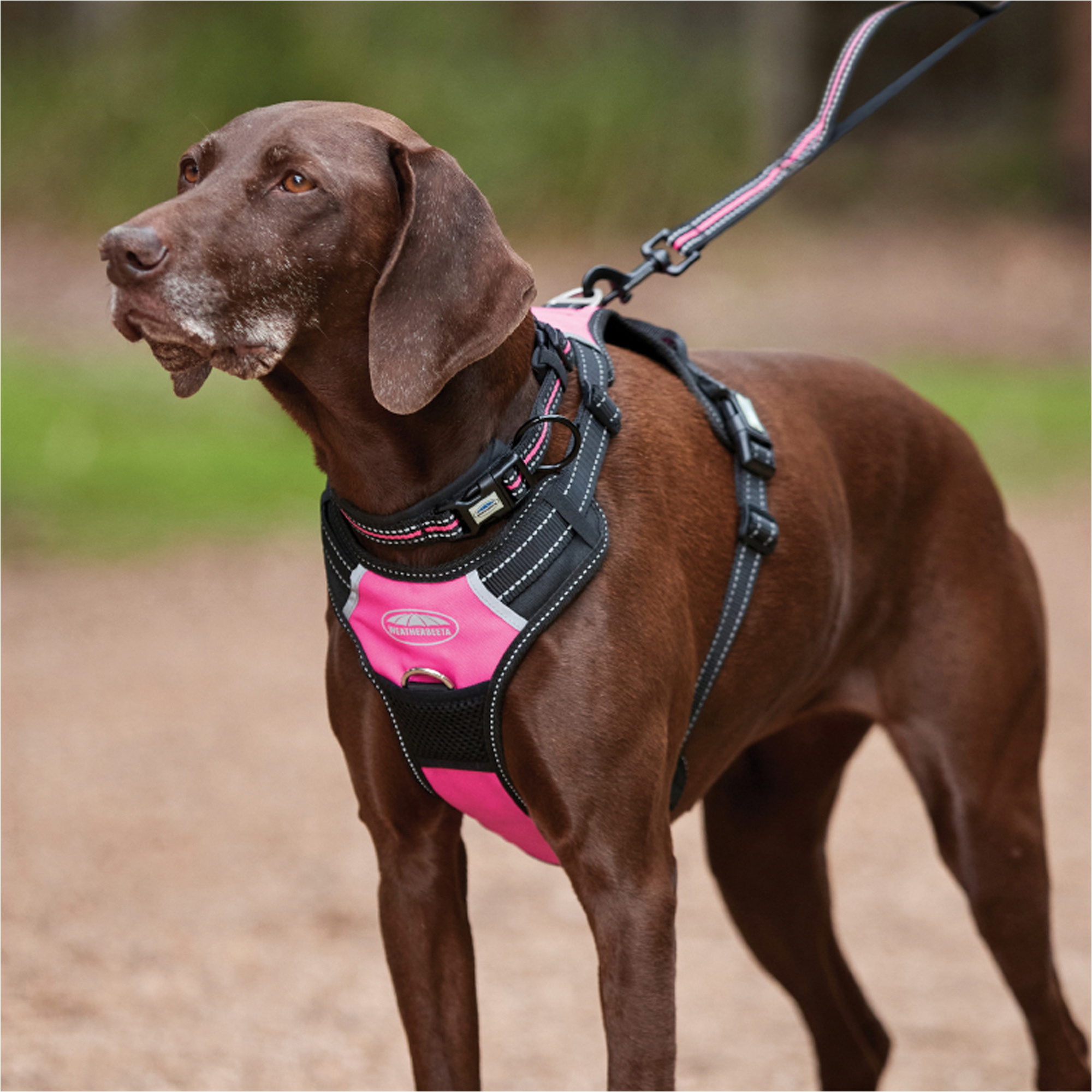 Weatherbeeta Reflective Dog Collar 1003618 - Pink